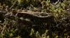 Calliptamus sp.